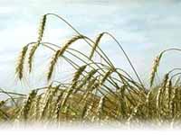 picture of wheat crop