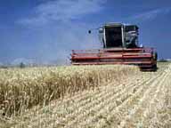 Picture of Tractor harvesting wheat
