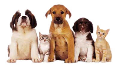 Picture of Dogs and Cats